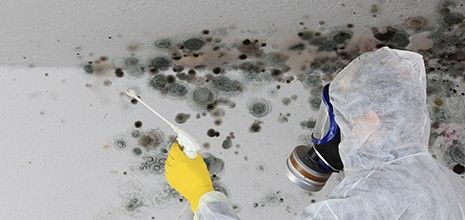 mold remediation